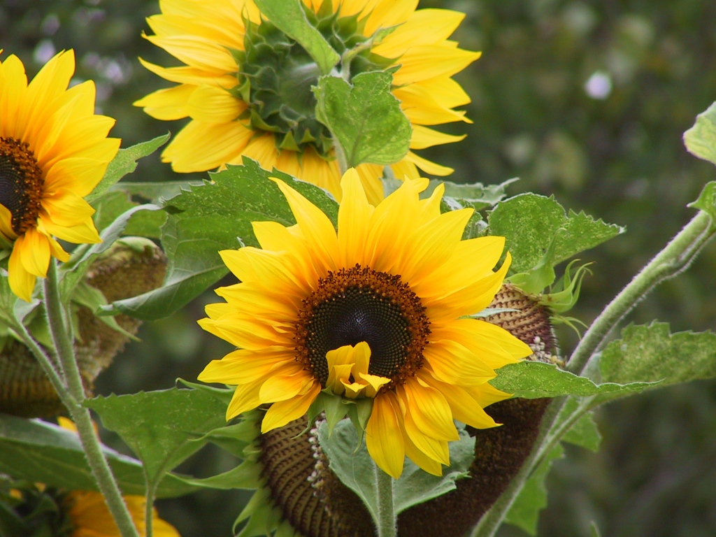 zonnebloem